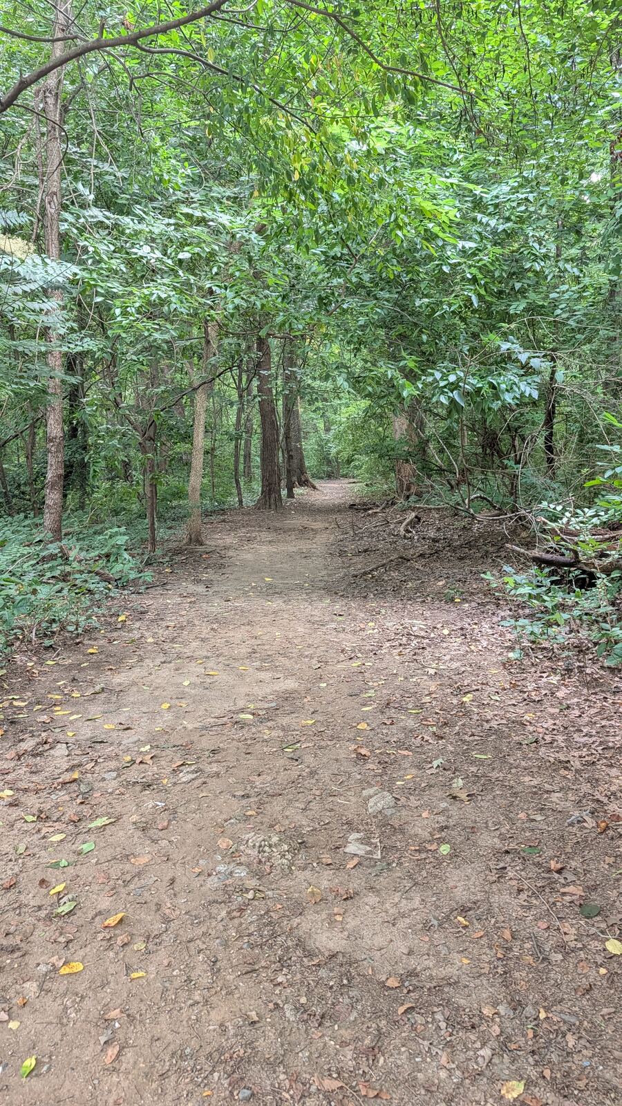 A dirt path leading into the forest
