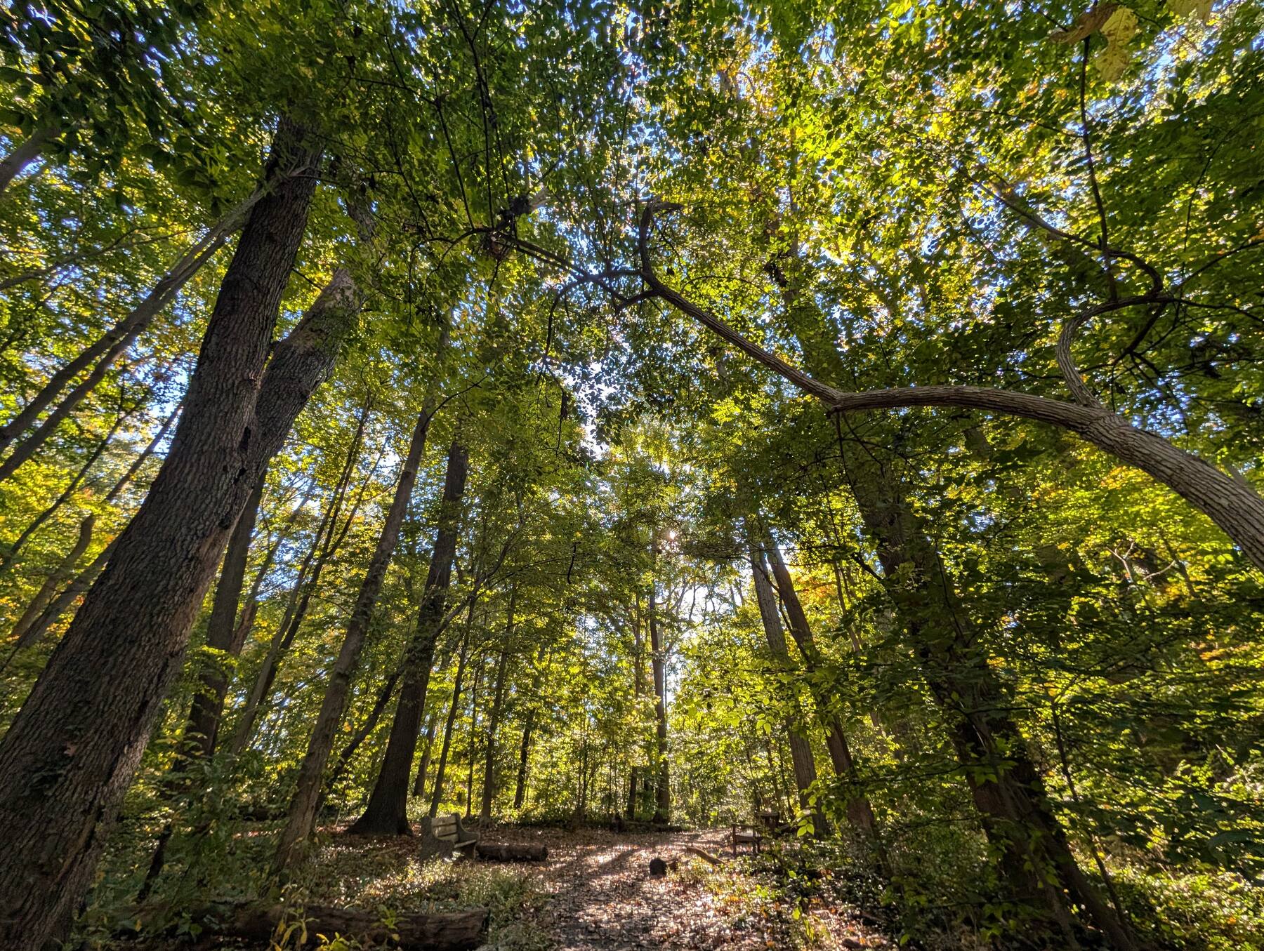 Looking up through a sunlit forest canopy
