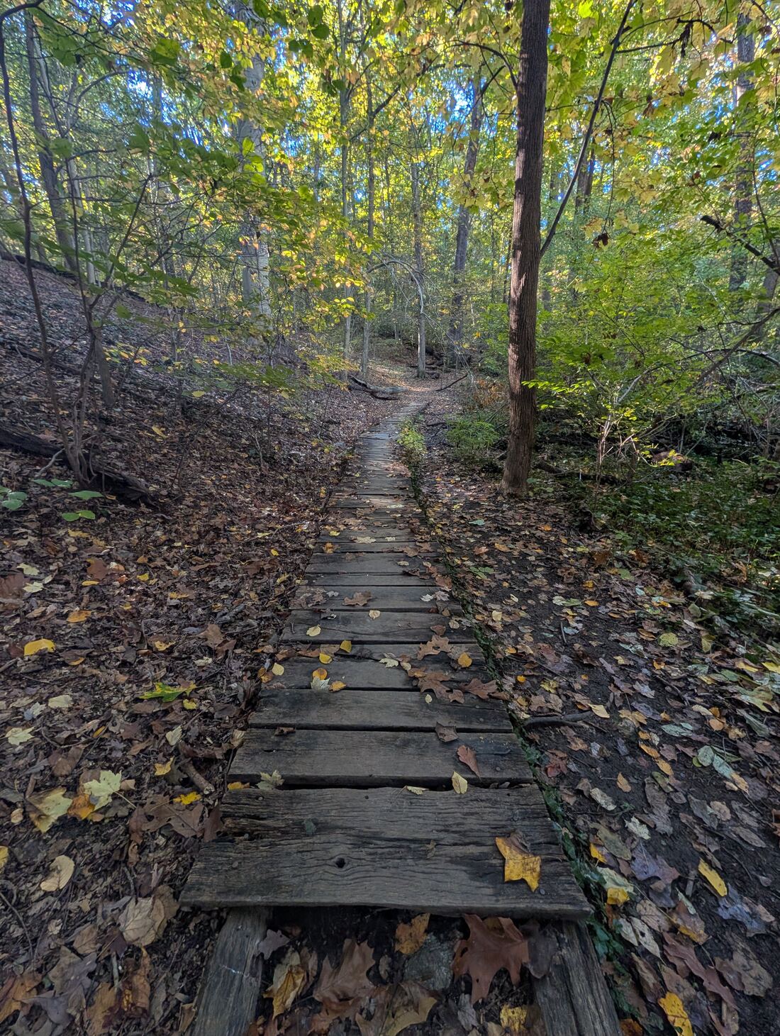 A wooden plank path through autumn woods