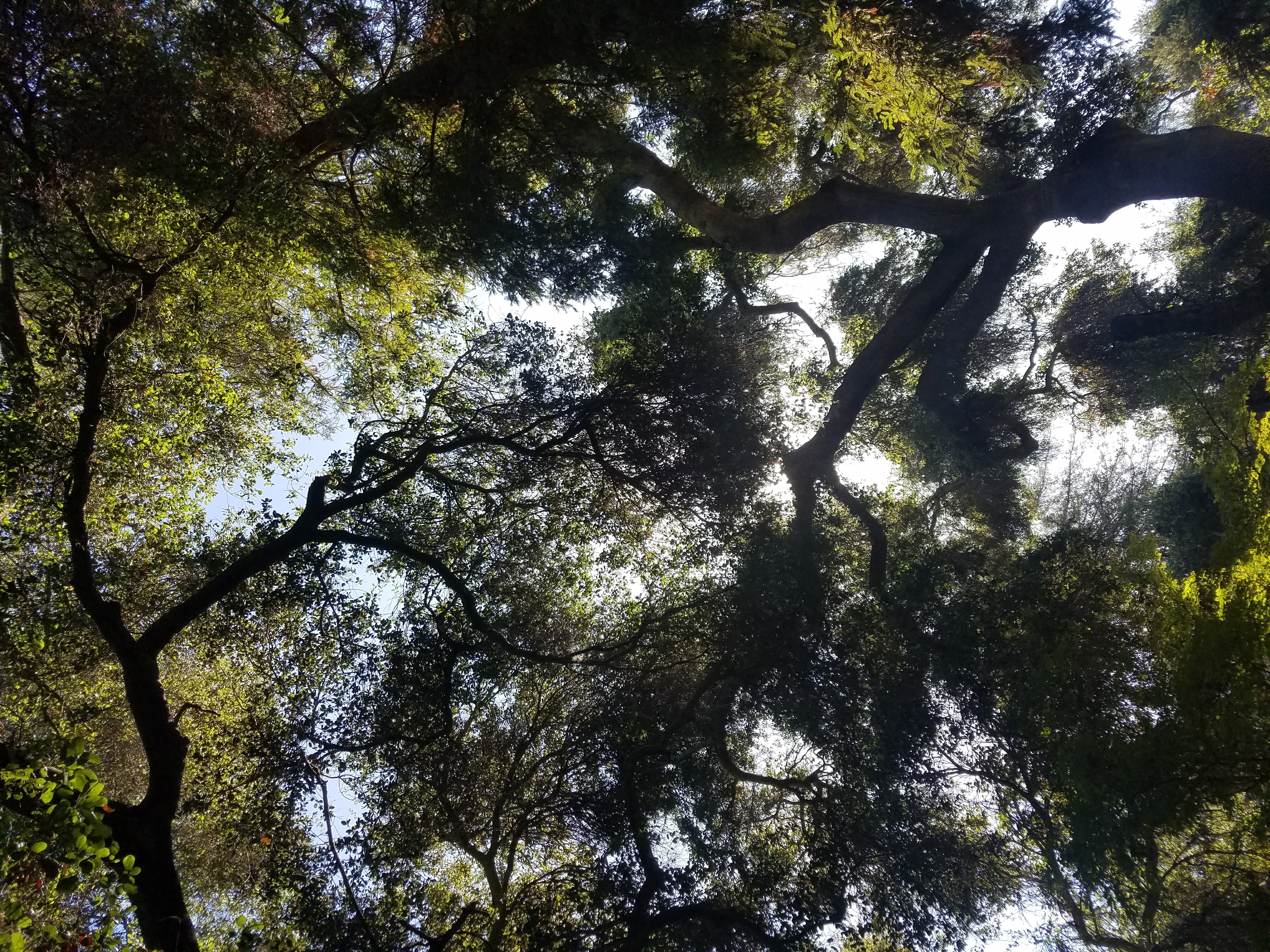 Sunlight breaking through a canopy of tree branches